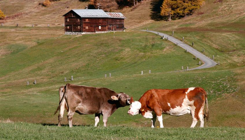 Una mucca per amica Una mucca per amica